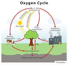 نتیجه جستجوی لغت [oxygen] در گوگل