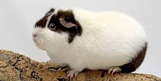Meerschweinchen tiere vorlagen zum ausmalen. 30 Meerschweinchen Bilder Zum Drucken Besten Bilder Von Ausmalbilder