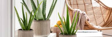Ratgeber Aloe Arten Pflege Dehner