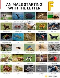 Click the animal to hear its sound, and it's name to hear it said out loud. Animals That Start With F Useful List Of 35 Animals Starting With F 7esl