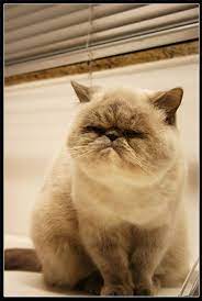 Pin On Cats