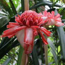 Image result for Etlingera