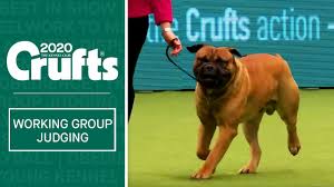 The official page of the westminster kennel club dog show. Working Group Judging Crufts 2020 Youtube