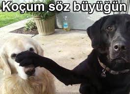 Haftanin En Komik Kopek Caps Leri Komik Kopek Resimleri Komik Kopek Fotograflari Cok Sirin Hayvanlar