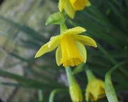 Fiori gialli piccoli simili ai narcisi : Uk Gardens Confezione Di 50 Bulbi Di Narciso Dalla Caratteristica Forma A Trombetta Giallo Amazon It Giardino E Giardinaggio