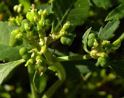 Image result for Euphorbia heterophylla