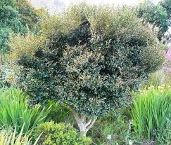 Image result for Erica whyteana