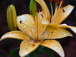 Apr 03, 2020 · in the most difficult moments of worry or anxiety, god faithfully reminds us to consider the lilies of the field. Paul Luckett Consider The Lilies Of The Field