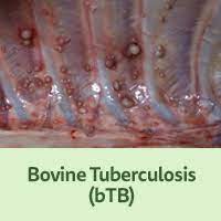 Bovine tuberculosis is an infectious disease transmissible to humans (zoonosis) that is mainly caused by the bacterium mycobacterium bovis (m. Emerging Disease Issues Bovine Tuberculosis
