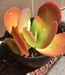 Kalanchoe Thyrsiflora Nofilter Nolightadjustment Suculentas