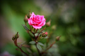Rose Flower Plants Blur Wallpaper Rose Purple Flowers Wallpaper Flowers