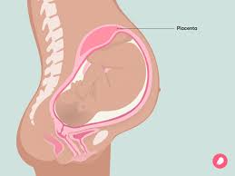 Image result for Pregnane Progestin
