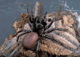 Robustusthanks to national geografic channel. Funnel Web Spider School Of Biomedical Sciences