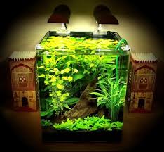 Planted Tank Gallery Aquarium Fish Tank Fish Tank Tropical Fish Aquarium