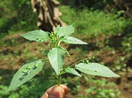 Image result for Micrococca capensis