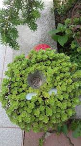 Pin Von Scuscu Kremer Auf Mein Garten Garten