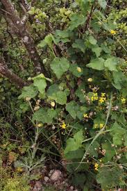 Image result for Abutilon sonneratianum