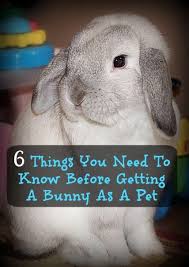 6 Things You Need To Know Before Getting A Bunny As A Pet Pet Bunny Rabbits Pet Rabbit Care Bunny Cages