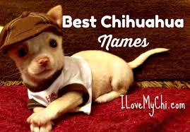Finding suitable female chihuahua names should be no trouble at all since these adorable little dogs have become such a popular family pet in the last several years. Best Boy Chihuahua Names I Love My Chi