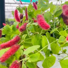 Image result for Acalypha paucifolia