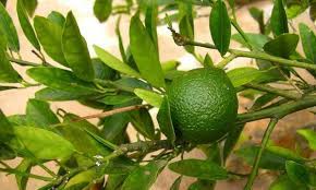 Nikki catsouras death pictures nikki catsouras accident photos. Krangean Tiqi Media