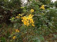 Image result for Senna singueana