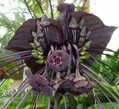 Tacca Chantrieri Bat Flower Cats Whiskers Devil Flower Etsy