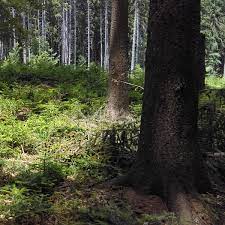 Licitatie vanzare masa lemnoasa din data de 16.10.2020. Licitatie Vanzare Masa Lemnoasa 12 Noiembrie 2018 Ocolul Silvic Ciucas