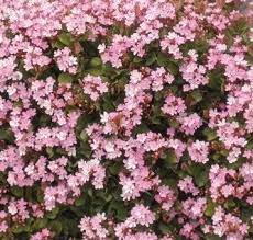A hardy evergreen that grows to between 60cm to 80cm both in height and width. The Best Plants To Use For Hedging Jim S Mowing Nz