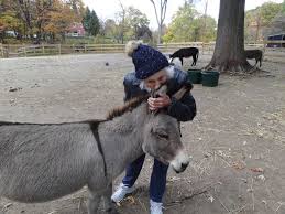 We did not find results for: All Eyes And Ears Mini Donkeys Offer Comfort To Kids In Therapy The Globe And Mail