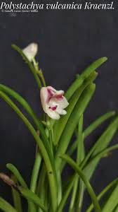 Image result for Polystachya troupiniana