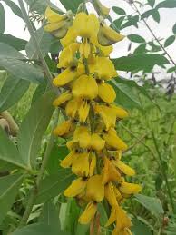 Image result for Crotalaria trichotoma