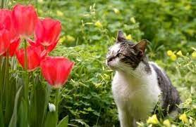 Keeping Cats Out Of Your Flower Bed Garden Flower Beds Flower Beds Flowers