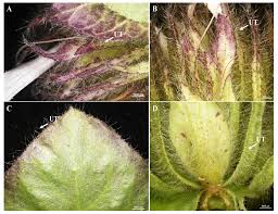 Image result for Barleria albostellata