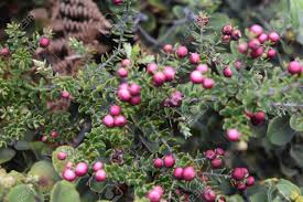 Feb 11, 2021 · all holly berries are at least somewhat toxic if eaten, so consider this if planting them in a spot accessible to small children. Wild Berries Growing On A Tree In Hawaii Stock Photo Picture And Royalty Free Image Image 39969168