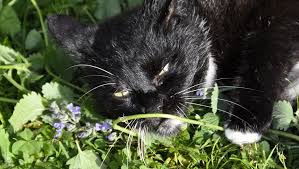 They can be gifted, sold, or used. Cats And Catnip Everything You Need To Know About Your Kitty On Nip Cattime