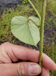 Image result for Ipomoea parasitica