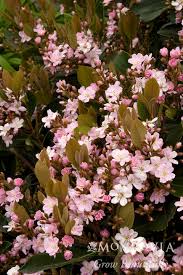 Image result for Rhaphiostylis