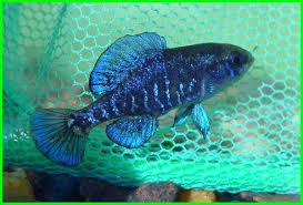 Nama sakura pada ikan ini tentu nya di ambil dari warna tubuh ikan ini yang seperti sakura. 10 Jenis Ikan Hias Air Tawar Berukuran Kecil Dunia Fauna Hewan Binatang Tumbuhan Dunia Fauna Hewan Binatang Tumbuhan