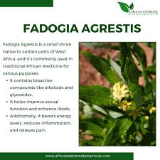 Image result for Fadogia tomentosa