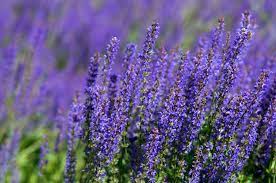 We did not find results for: 30 Best Plants With Purple Flowers