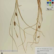 Image result for Chlorophytum bulbinifolium