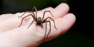 Like bug bites, spider bites are far from desirable. Helpful Home Remedies For Spider Bites Treatment