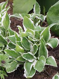 Check spelling or type a new query. Stauden Stade Versand Shop Hosta Sieboldii Ginko Craig Herzblatt Lilie Kleine Weissrand Funkie Hier Bestellen