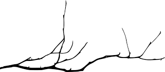 Tree branch png tree branch silhouette png real tree branch png christmas tree branch png pine tree branch png tree texture png. Branch Png Transparent Png Png Collections At Dlf Pt
