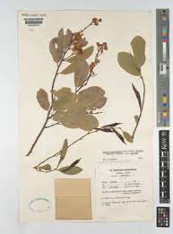 Image result for Baphia massaiensis