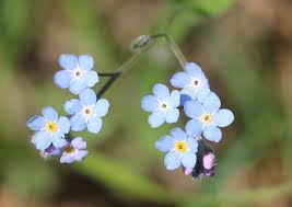 Image result for Blumea squarrosa