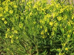 Image result for Euryops virgineus