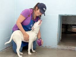 In 1996 the volunteers that would become the pet adoption league, were instrumental in changing a local city animal shelter's kill rate of 67% to a more humane. Los Angeles Pet Food Shortage At Spcala Shelters Santa Monica Daily Press