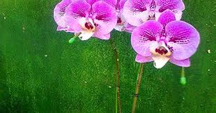 Anggrek In 2020 Plants Garden